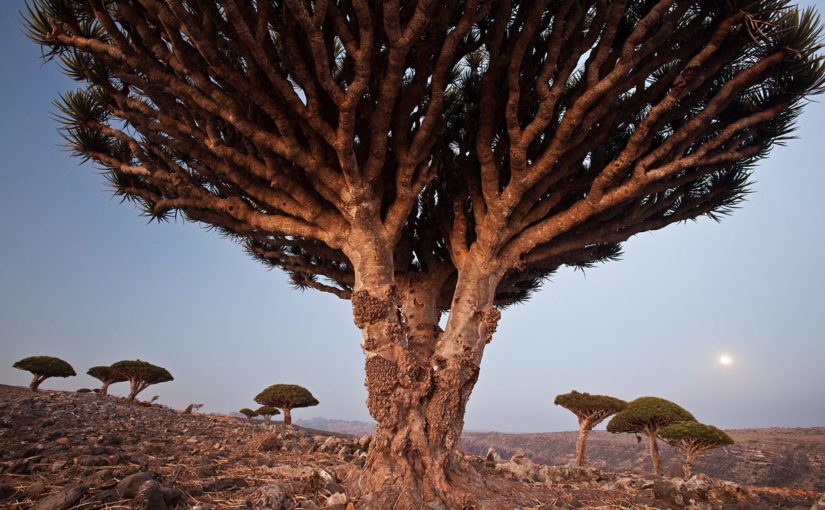 Socotra : une île mystérieuse