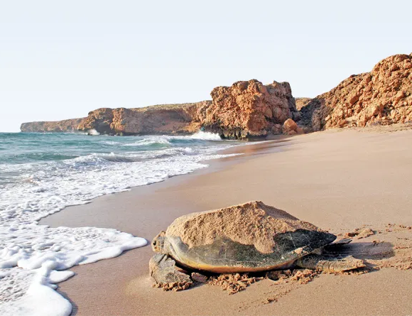 Hard Shelled, Hard Future? The Turtle Sanctuary at Ras al-Jinz